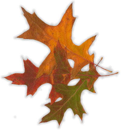Autumn leaves