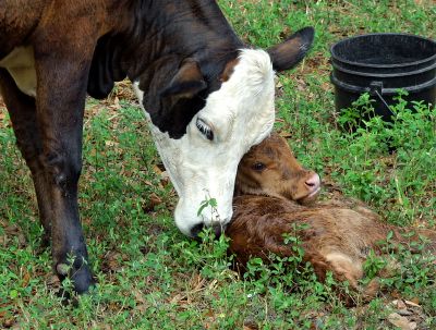 Hush’s cow Bitsy finally had her baby, L’il Bit.