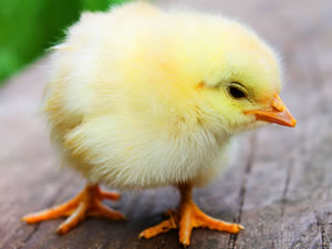 Baby Chicken
