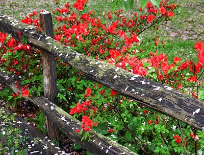 A pretty little corner of Mabel’s garden.