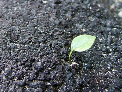 Seedling in the Pavement - Said the seedling to the cement, You can’t stop me!
